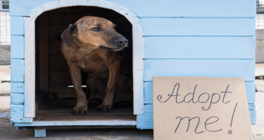 Adoptietips: Vragen om te Stellen bij het Adopteren van een Hond