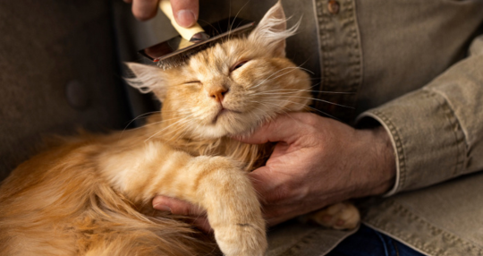 De Essentiële Gids voor Dierenverzorging en Hygiëne