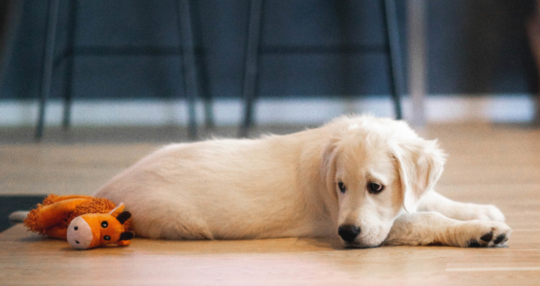 Hoe een Puppy of Hond in een Appartement Zindelijk te Trainen